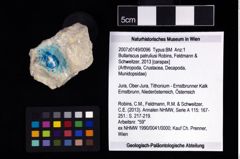 NHMW-GEO-2007z0149-0096_Ol_02.tifBullariscus patruliusi (Robins, Feldmann & Schweitzer, 2013)  (NHMW-GEO-2007z0149-0096)